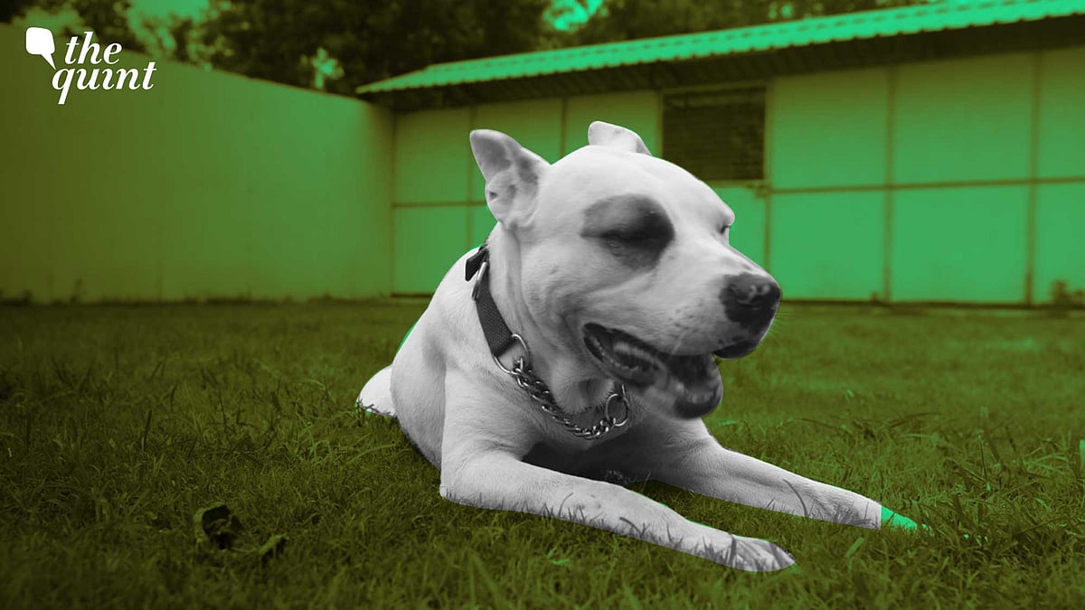 <div class="paragraphs"><p>The Quint spoke to experts in the field, who emphasised on the owner's role in moulding a pit bull's behaviour.&nbsp;</p></div>