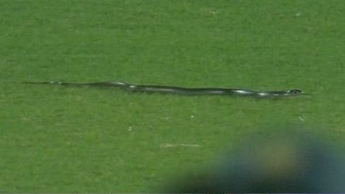 <div class="paragraphs"><p>India vs South Africa 2nd T20I: A snake entered the Barsapara Cricket Stadium at Guwahati.</p></div>