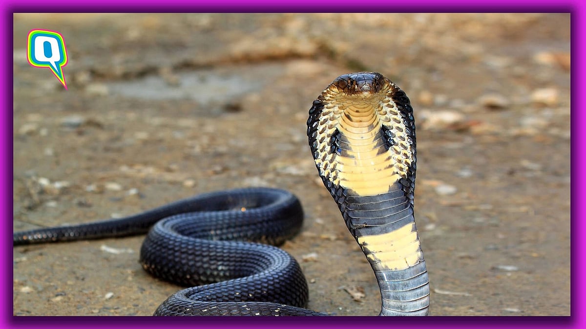 <div class="paragraphs"><p>King Cobra bites man, dies.</p></div>