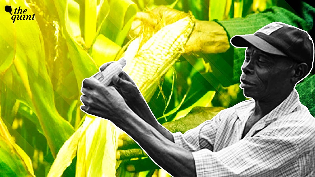 <div class="paragraphs"><p>While this move may mitigate some of Kenya’s food concerns, the shift to GMOs in the middle of an ongoing disaster will take time and effort. With this backdrop, it is time for India to also revisit its de facto ban on GMOs and invest in this technology now.</p></div>