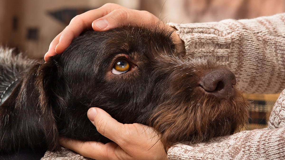 <div class="paragraphs"><p>A new study claims that dogs can smell the stress in people.&nbsp;</p></div>