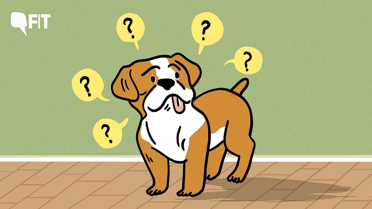 <div class="paragraphs"><p>Dementia in dogs: signs, prevention, treatment</p></div>