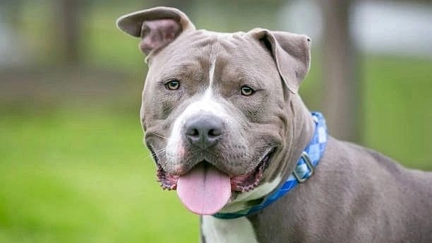 <div class="paragraphs"><p>The forum also directed the MCG to make registration of pet dogs compulsory from 15 November.</p></div>