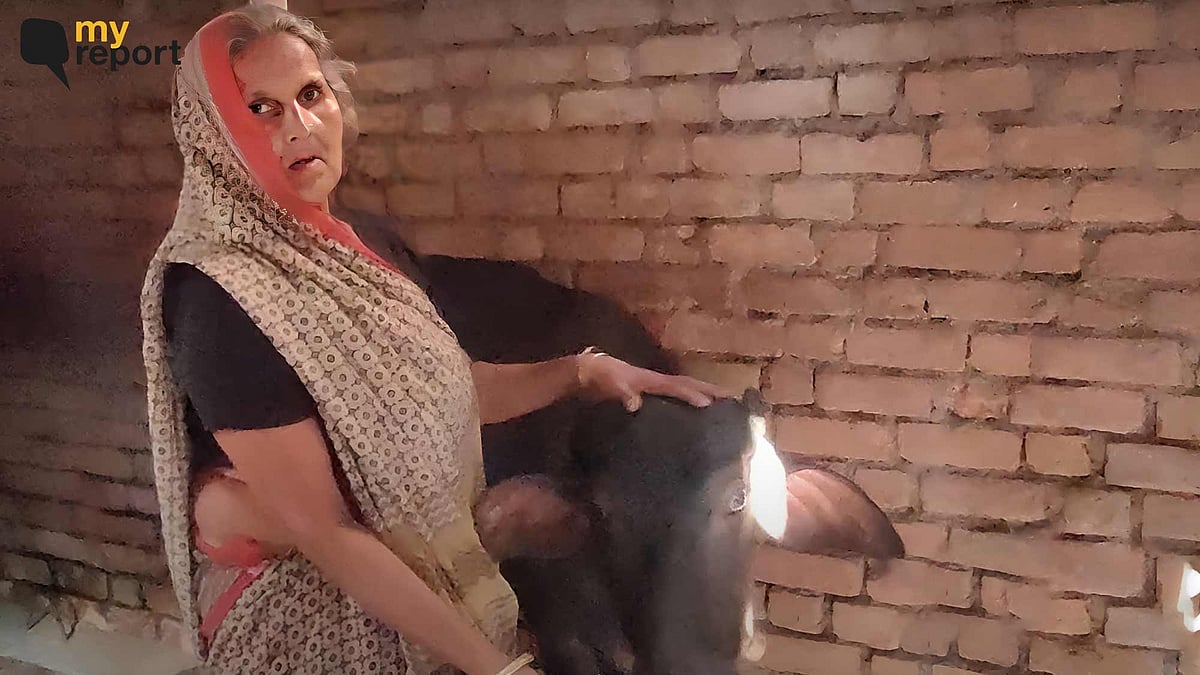 <div class="paragraphs"><p>Cows in Gwalior dying due to lumpy skin disease.</p></div>