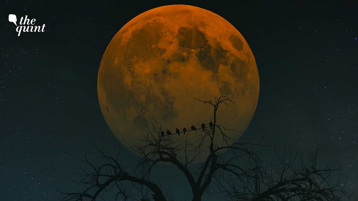 <div class="paragraphs"><p>India will witness a total solar eclipse on 8 November 2022.</p></div>