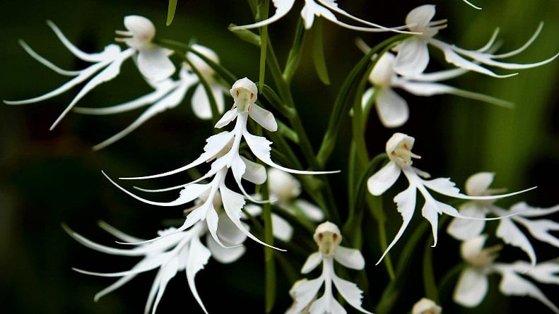 <div class="paragraphs"><p>Doll orchid.</p></div>