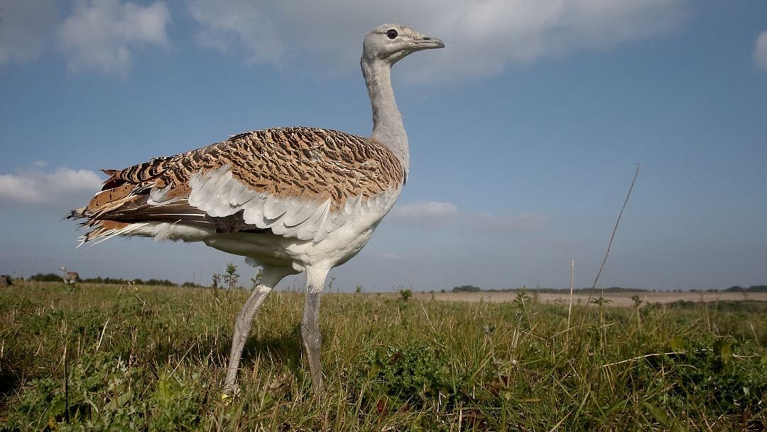 <div class="paragraphs"><p>The&nbsp;Great Indian Bustard.</p></div>