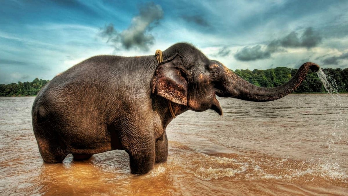 <div class="paragraphs"><p>The changes brought by <a href="https://www.thequint.com/climate-change/rajya-sabha-passes-wildlife-protection-bill-wild-elephants-under-threat">Wildlife Protection (Amendment) Bill 2022</a> are one of the most significant amendments to the Act till date.</p></div>