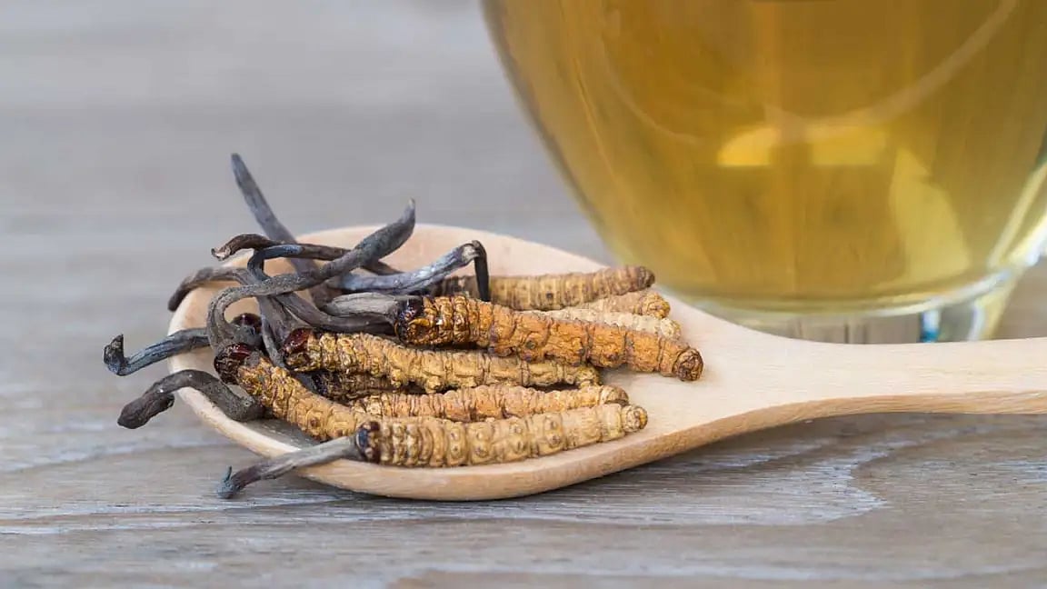 <div class="paragraphs"><p>Known as caterpillar mushroom or Himalayan gold, cordyceps is reportedly more expensive than gold in China.</p></div>