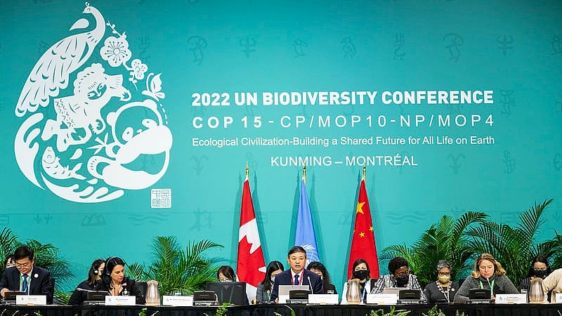 <div class="paragraphs"><p>In a 'landmark biodiversity agreement', nearly 200 governments on Sunday, 18 December signed an accord to halt and reverse the destruction of Earth’s ecosystems at the United Nations <a href="https://www.thequint.com/climate-change/is-china-ready-to-take-the-lead-on-protecting-nature-un-biodiversity-conference">COP15 World Conference on Nature</a> in Montreal.</p></div><div class="paragraphs"><p></p></div>