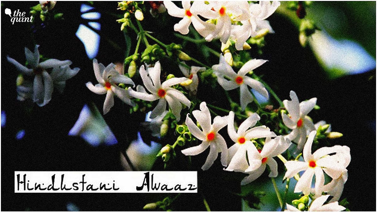 <div class="paragraphs"><p>These white-petalled, orange-stemmed flowers open at dusk, release their fragrance all night long and shed by dawn</p></div>
