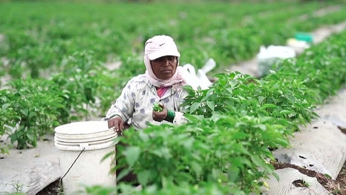 <div class="paragraphs"><p>A woman tending to her capsicum plants in Atpadi.</p></div>