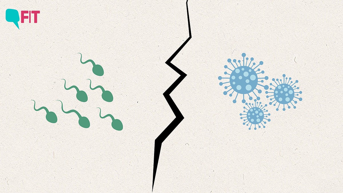 <div class="paragraphs"><p>A new study, published in the Cureus Journal of Medical Science, has found that the <a href="https://www.thequint.com/fit/reproductive-crisis-incoming-sperm-count-is-declining-globally-says-new-study">semen quality</a> of people who were infected with COVID-19 has gone down.</p></div>