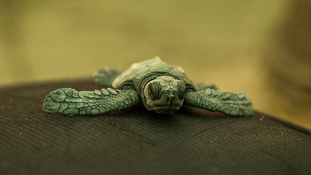 <div class="paragraphs"><p>Tamil Nadu government will set up its first Turtle Conservation and Rehabilitation Centre in Chennai.</p></div>
