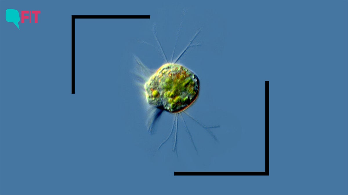 <div class="paragraphs"><p><em>Halteria</em>, a ciliate from the protist species, exclusively feasted on chloroviruses found in pond water</p></div>