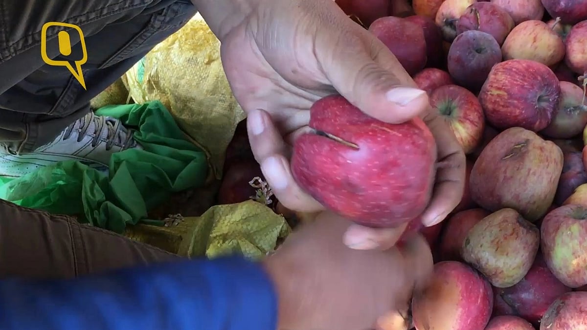 <div class="paragraphs"><p>Apple farming in Himachal Pradesh is heavily dependent on winter and snowfall.&nbsp;</p></div>