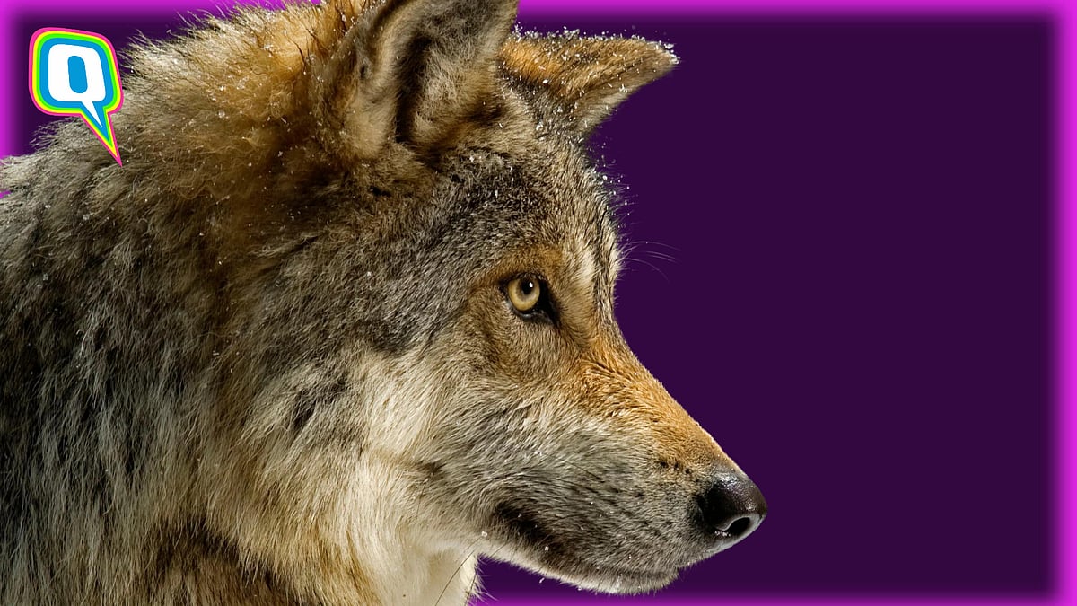 <div class="paragraphs"><p>Man From Japan Spends ₹18.5 Lakh To Look Like A Wolf </p></div>