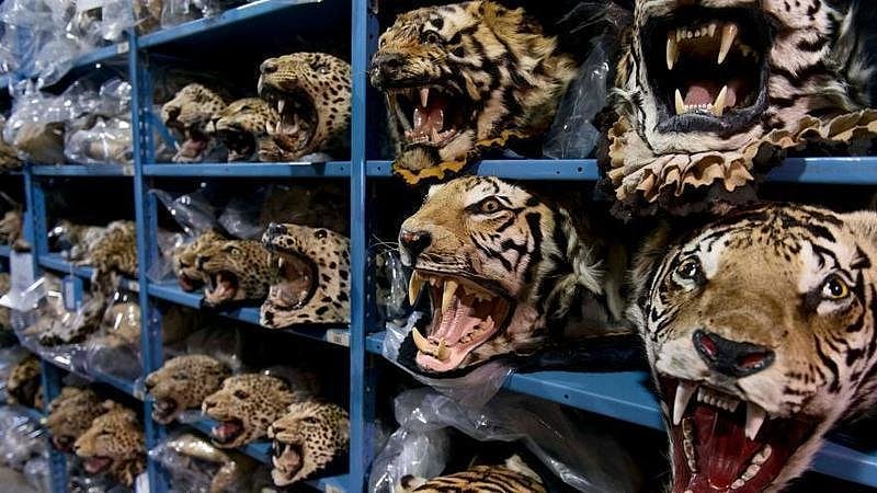 <div class="paragraphs"><p>Still of poached tigers</p></div>