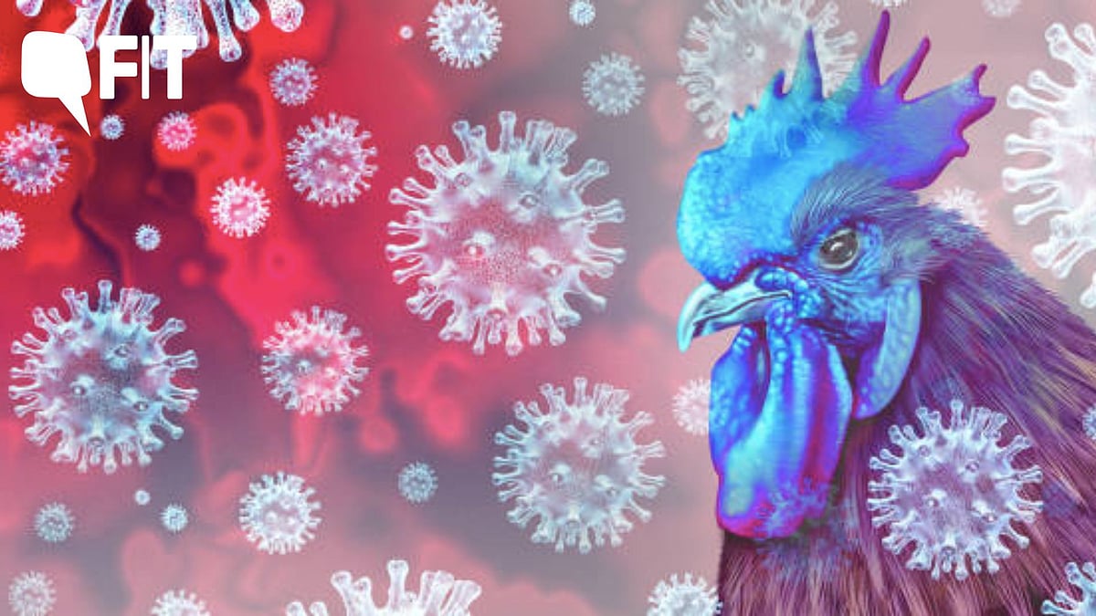 <div class="paragraphs"><p>At least 58 million poultry birds have died due to the virus over the past few weeks, along with hundreds of wild sea lions in South America.</p></div>