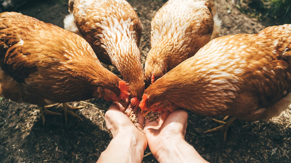 <div class="paragraphs"><p>Bird flu: why is it making the news? can humans get it?</p></div>