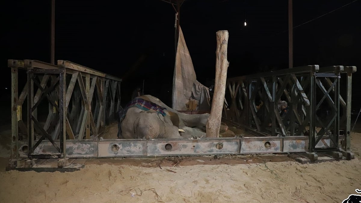 <div class="paragraphs"><p>"Moti has stopped eating now. He is comfortable and pain-free," Volunteers with Wildlife SOS said.</p></div>