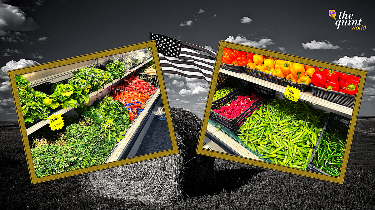 <div class="paragraphs"><p>The exponential growth of Indian American population over the last few decades has led to a grooming market for Indian vegetables in the US.</p></div>
