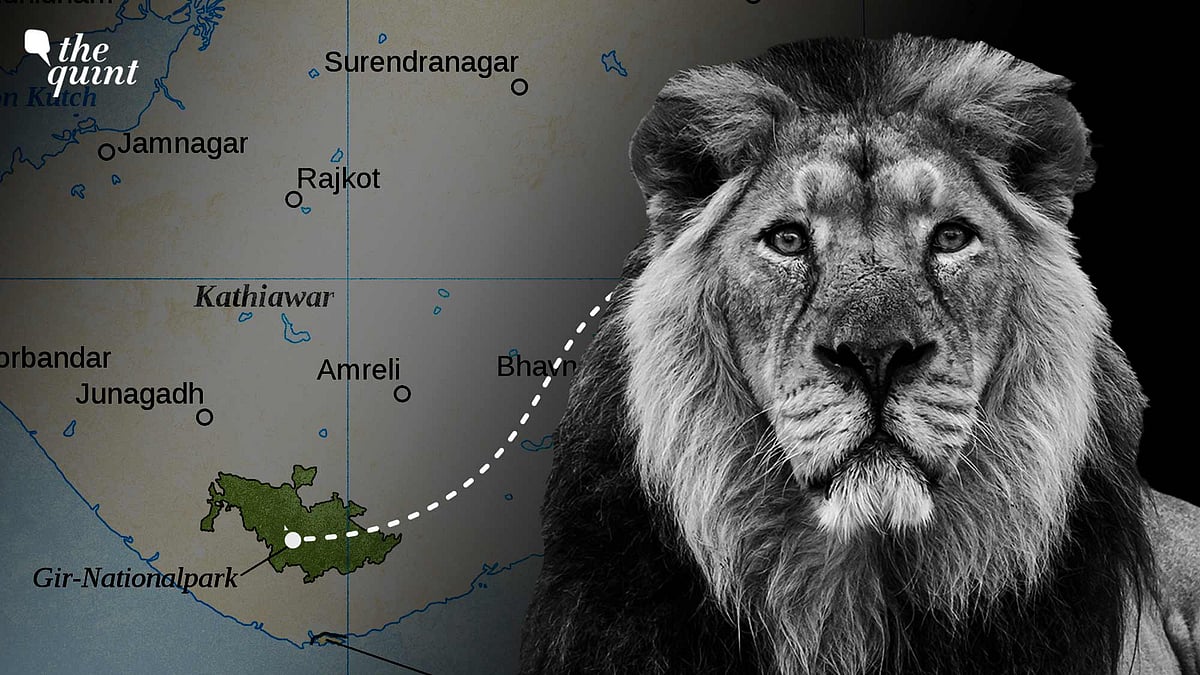 <div class="paragraphs"><p>The Centre recently said that it was reconsidering the move to translocate Asiatic lions owing to the recent introduction of African cheetahs in Kuno National Park.</p></div>