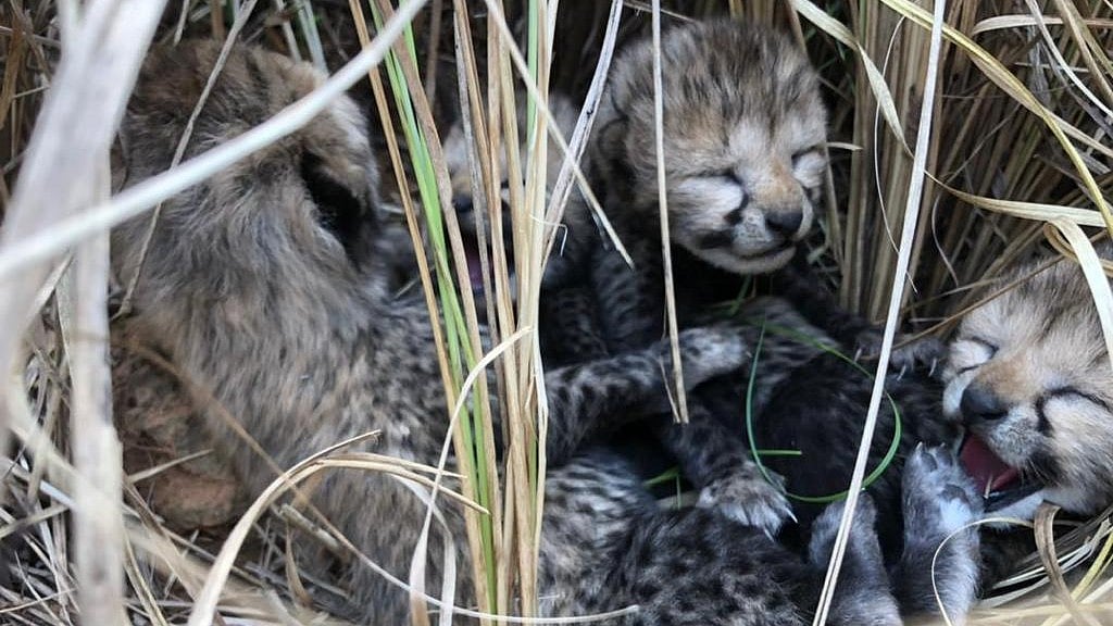 <div class="paragraphs"><p>The mother cheetah, named Siyaya, was constantly being monitored by a special team. Forest department officials said that her four cubs are completely healthy and are being monitored as well.</p></div>