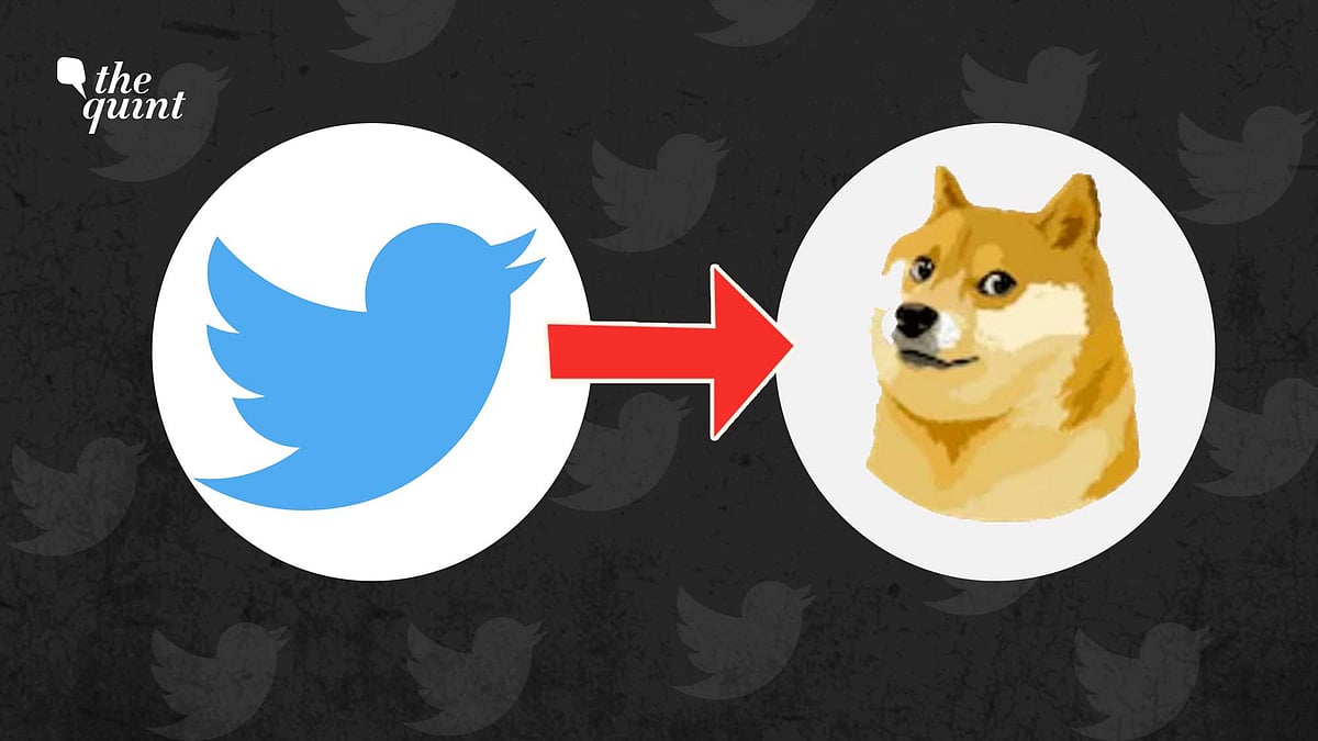 <div class="paragraphs"><p>A doge is a dog belonging to the Shiba Inu breed who became a popular meme on social media, and has since become the logo of <a href="https://www.thequint.com/topic/dogecoin">Dogecoin</a> cryptocurrency.</p></div>