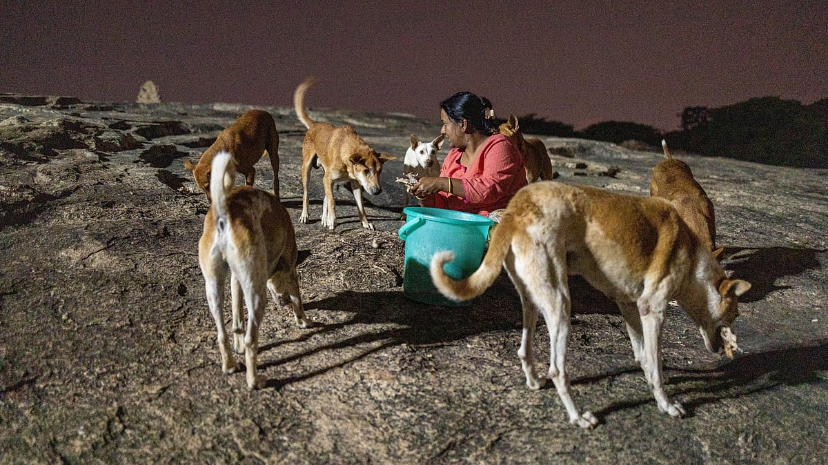 <div class="paragraphs"><p>Manjari feeding a pack of old stray dogs atop a small hill inside the Lalbagh Botanical Gardens, Bengaluru. </p></div>