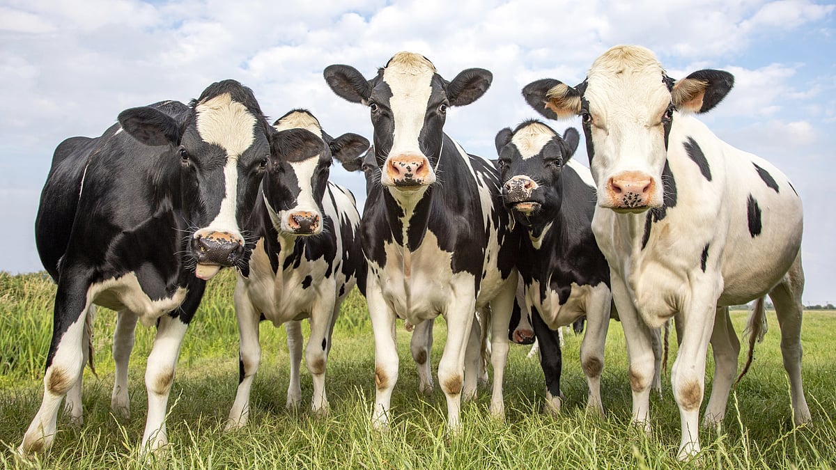 <div class="paragraphs"><p>Cow urine harmful to humans, Indian study research. </p></div>