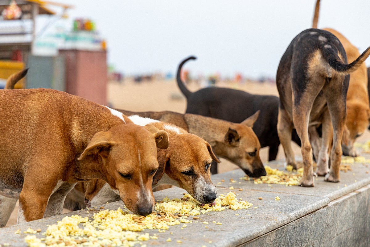 <div class="paragraphs"><p>500 Stray Dogs Killed by Poison in 2 Telangana Villages to Fulfill Poll Promises</p></div>