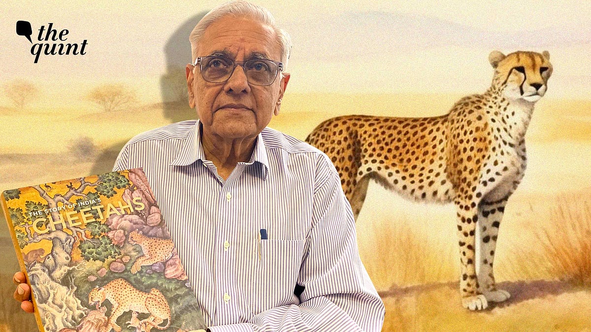 <div class="paragraphs"><p>Author of the book ‘The Story Of India’s Cheetahs’, Divyabhanusinh told <strong>The Quint</strong> that cheetahs which have been translocated from Africa to Kuno National Park in Madhya Pradesh have a “very good chance” of propagating in India.</p></div>