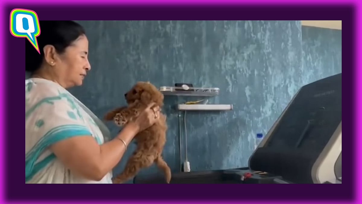 <div class="paragraphs"><p>Watch Mamata Banerjee Working Out On A Treadmill While Holding A Puppy</p></div>
