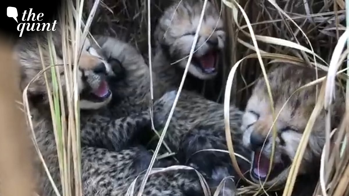 <div class="paragraphs"><p>Madhya Pradesh's Kuno National Park on Tuesday, 23 May reported the death of one of the four cubs born in March 2023.</p></div>