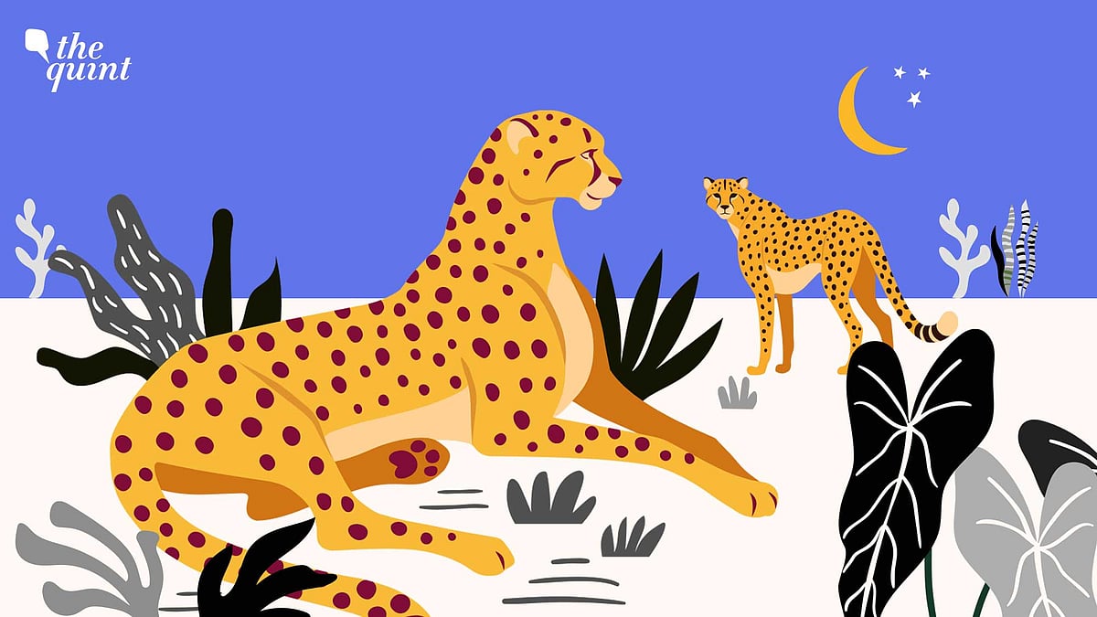 <div class="paragraphs"><p>We trace the rise and fall of the Cheetah Project, from September 2022 to now.</p></div>