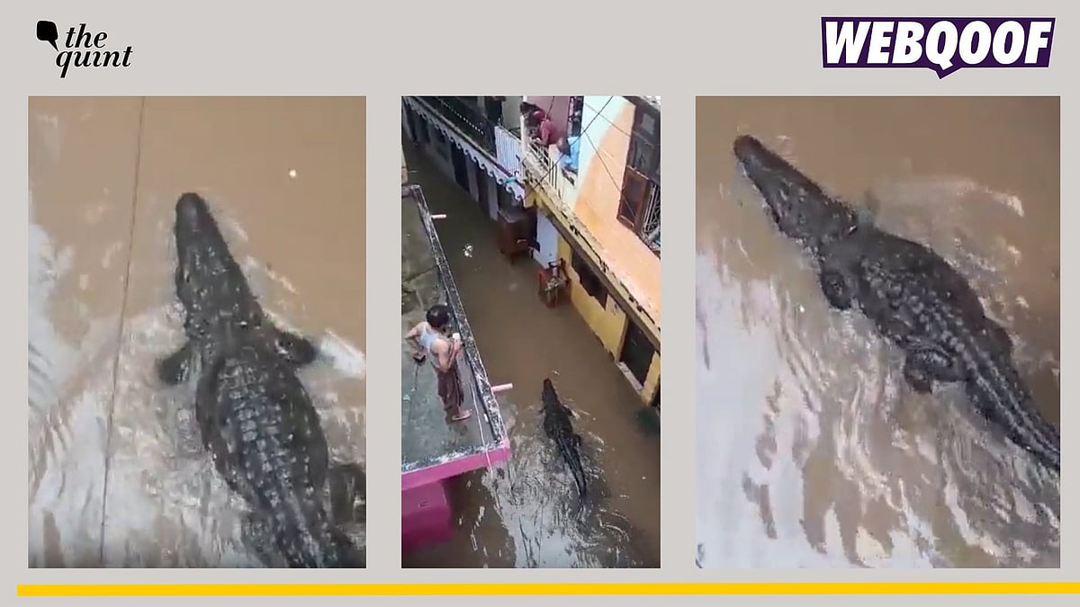 <div class="paragraphs"><p>Fact-check: This video of a crocodile is from Madhya Pradesh and not flooded areas of Ambala, Haryana. </p></div>