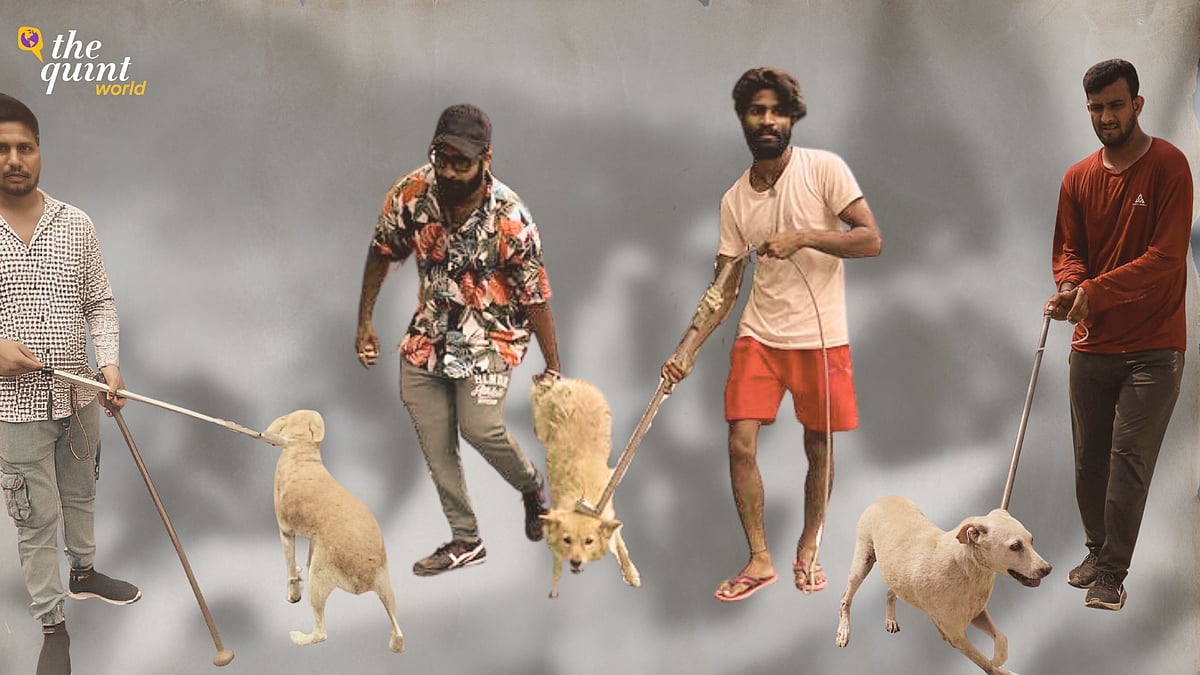 <div class="paragraphs"><p>Activists allege that the MCD did not follow procedure when rounding up stray dogs in Delhi.</p></div>