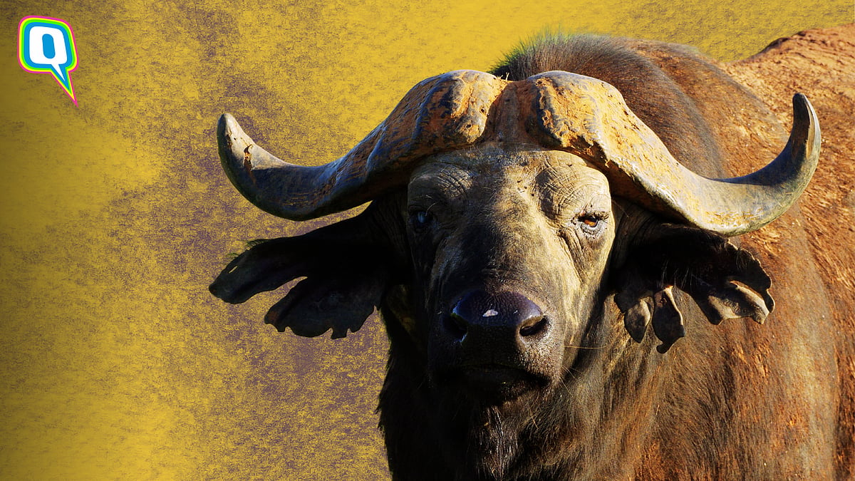 <div class="paragraphs"><p>Viral Video: Buffalo Accidentally Swallows Gold Mangalsutra Worth ₹1.5 Lakh</p></div>