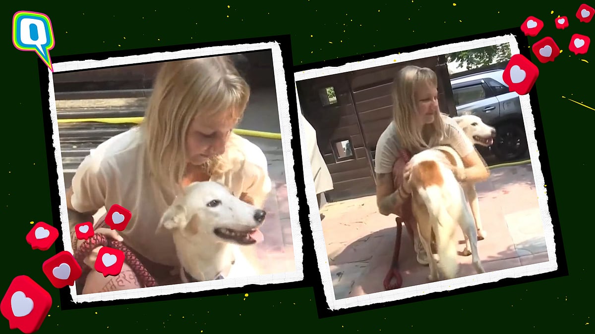 <div class="paragraphs"><p>Tourist Adopts Stray Dog From Varanasi; Flies Back To Netherlands With Her</p></div>