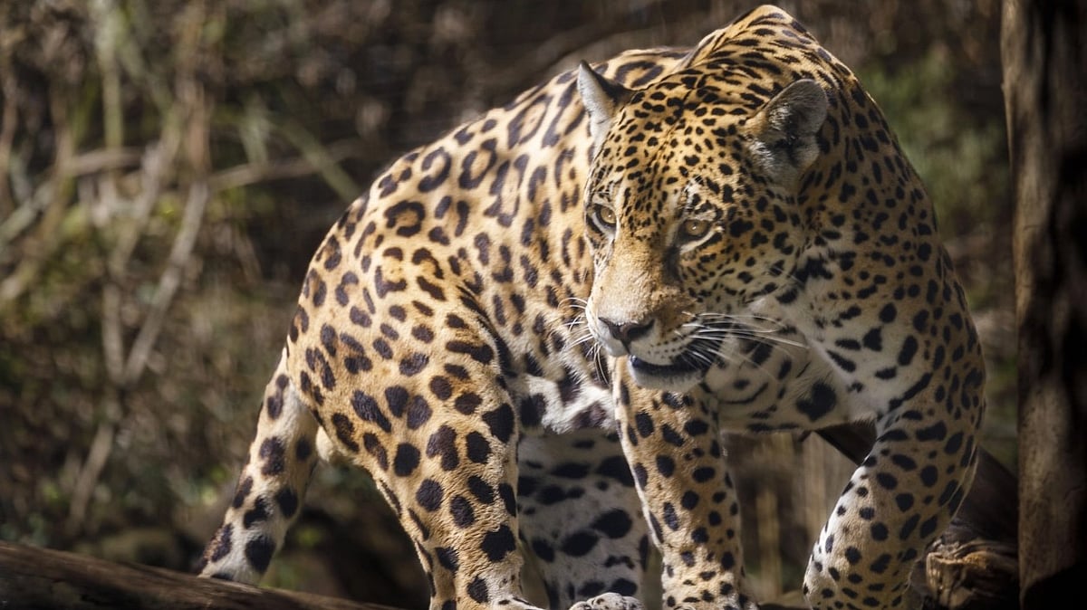 <div class="paragraphs"><p>International Jaguar Day 2023 will be celebrated on Wednesday, 29 November.</p></div>