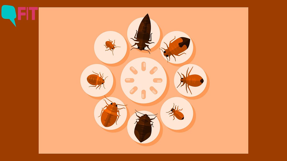 <div class="paragraphs"><p>South Korea is battling a bedbug outbreak with the government launching a campaign against them last week. </p></div>