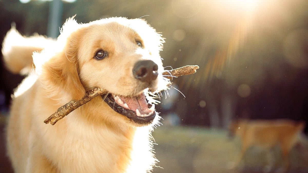 <div class="paragraphs"><p>Details about National Golden Retriever Day 2024</p></div>