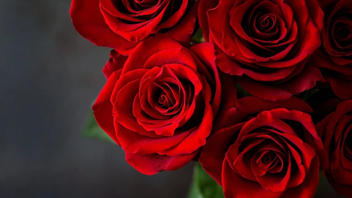 <div class="paragraphs"><p>Happy Rose Day 2024: Gift ideas for your special person curated for this day.</p></div>