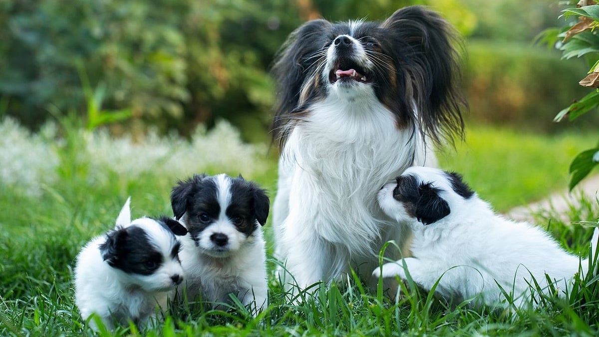 <div class="paragraphs"><p>National Puppy Day 2024: Know how you can protect the puppies around you here.</p></div>