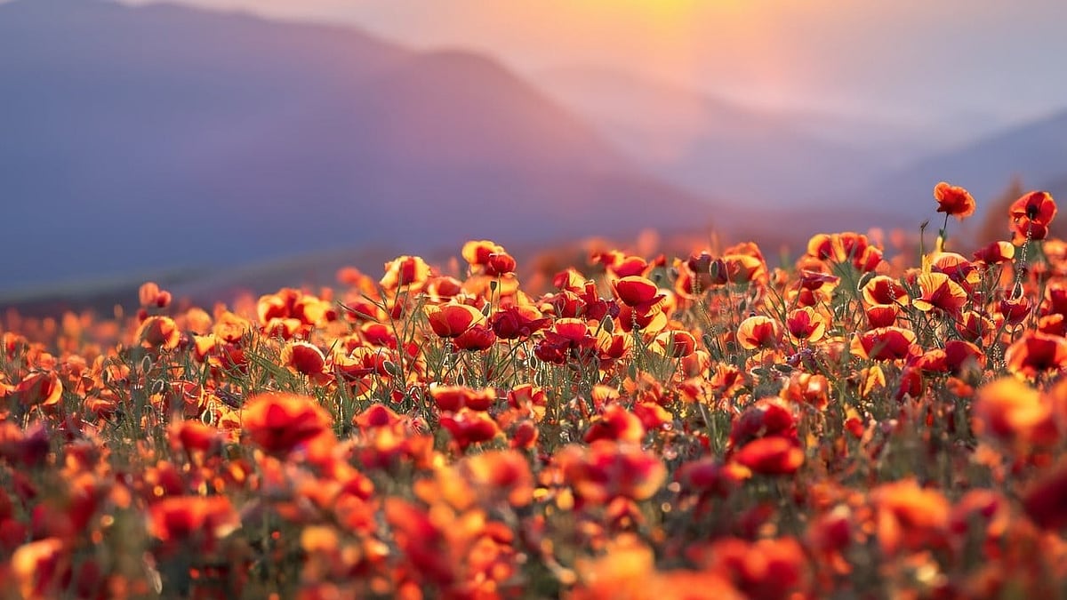 <div class="paragraphs"><p>National Plant a Flower Day 2024: Know the significance of the day here.</p></div>