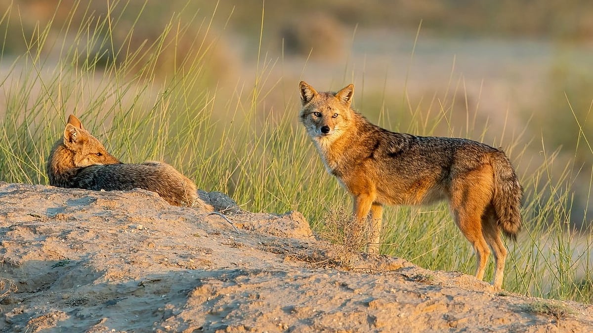 <div class="paragraphs"><p>World Jackal Day 2024: Know the history and importance of the day.</p></div>