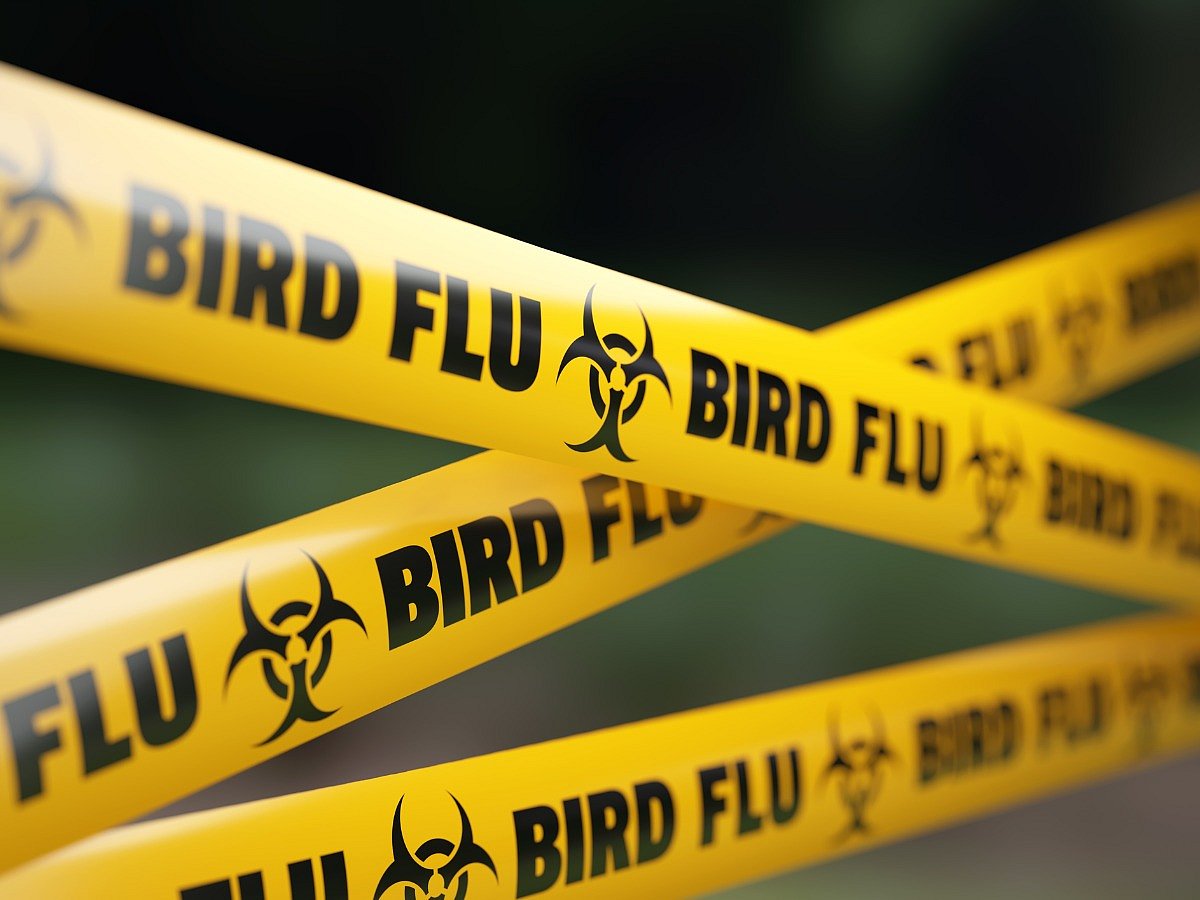 <div class="paragraphs"><p>Know everything about H5N1 Bird Flu virus</p></div>