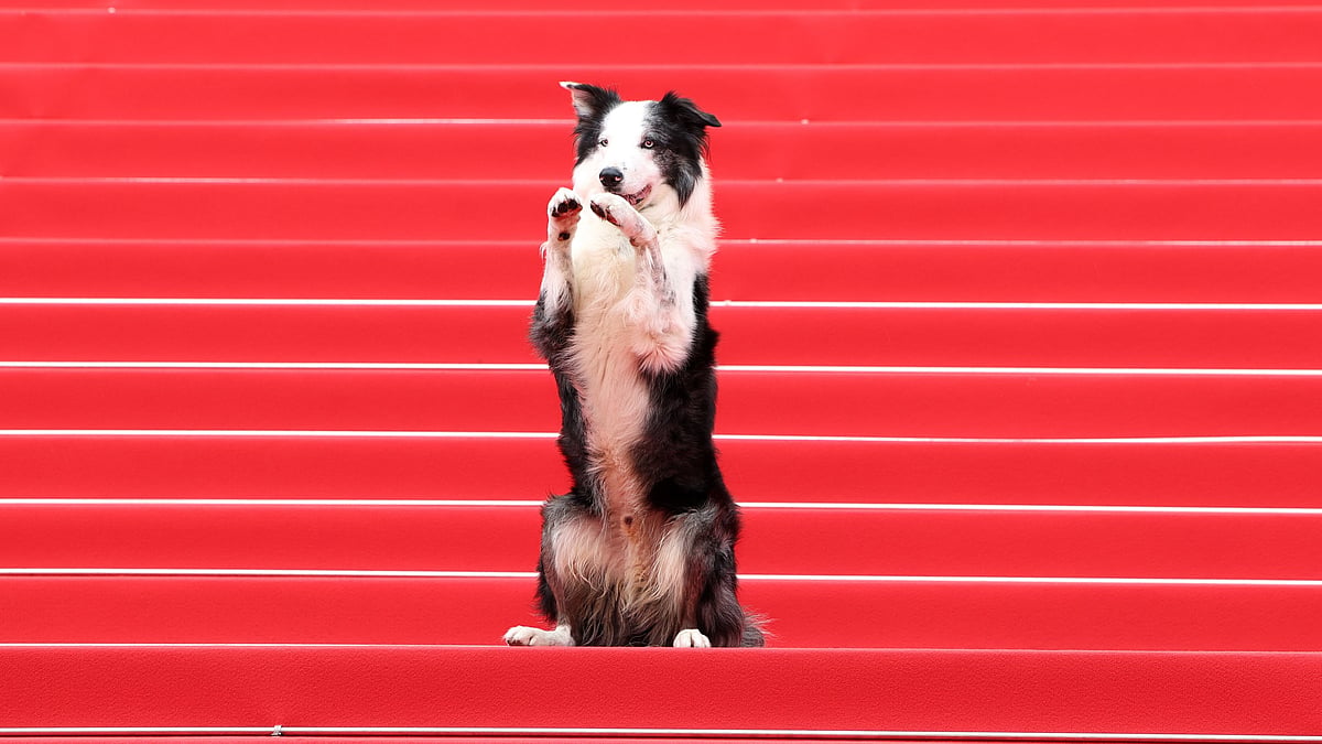 <div class="paragraphs"><p>Messi, the dog who featured in the French film <em>Anatomy of a Fall</em>, made a grand entry at Cannes 2024.</p></div>