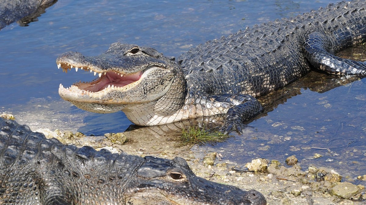 <div class="paragraphs"><p>National Alligator Day 2024 will be celebrated on Wednesday, 29 May.</p></div>
